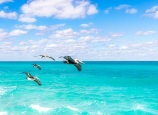 Statistiche Giocatore Della Partita Pelicans – Lakers: Chi Ha Brillato?