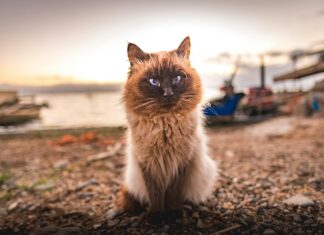 Statistiche Cagliari Calcio – Atalanta: Scopri i Dati Sorprendenti!