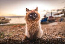 Statistiche Cagliari Calcio: Scopri I Segreti Della Squadra Vincente