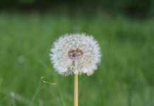 Statistiche AC Milan – Parma Calcio 1913: Match Da Ricordare Statistiche AC Milan - Parma Calcio 1913: Match Da Ricordare