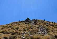 Statistiche ACF Fiorentina – Società Sportiva Calcio Napoli Statistiche ACF Fiorentina - Società Sportiva Calcio Napoli