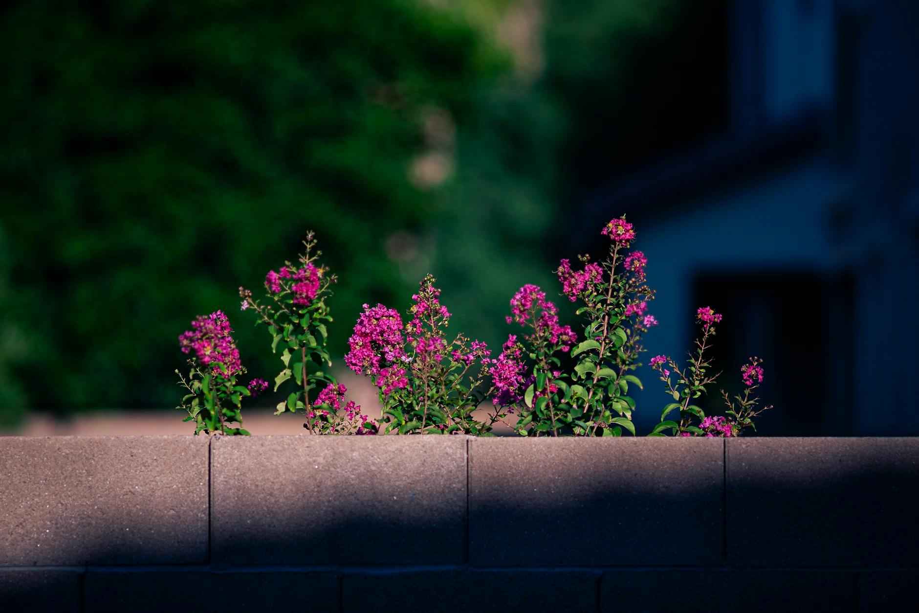 Storia dei Confronti Diretti