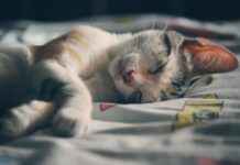 Statistiche Campionato Europeo Di Calcio 2024: Numeri Chiave Statistiche Campionato Europeo Di Calcio 2024: Numeri Chiave