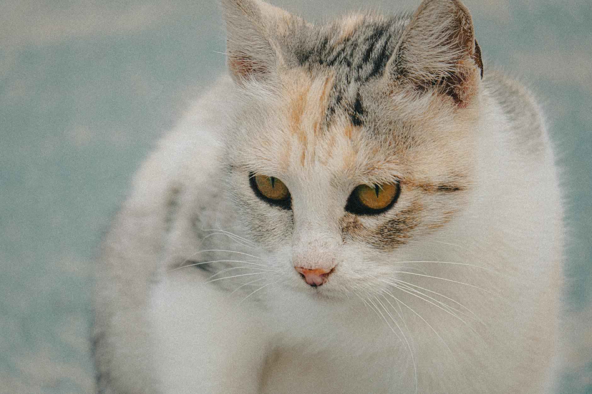 Statistiche di Giocatori Chiave