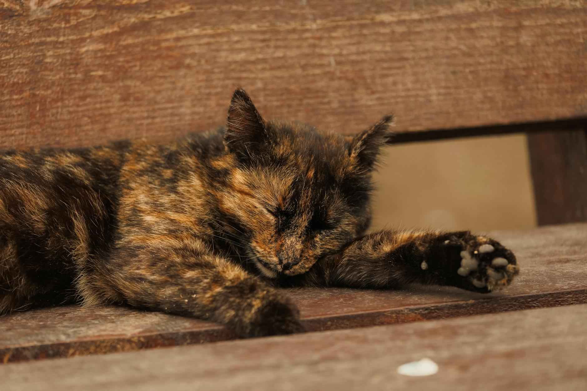 Statistiche Comparate