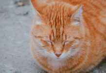 Statistiche Empoli Calcio – Società Sportiva Calcio Napoli Statistiche Empoli Calcio - Società Sportiva Calcio Napoli