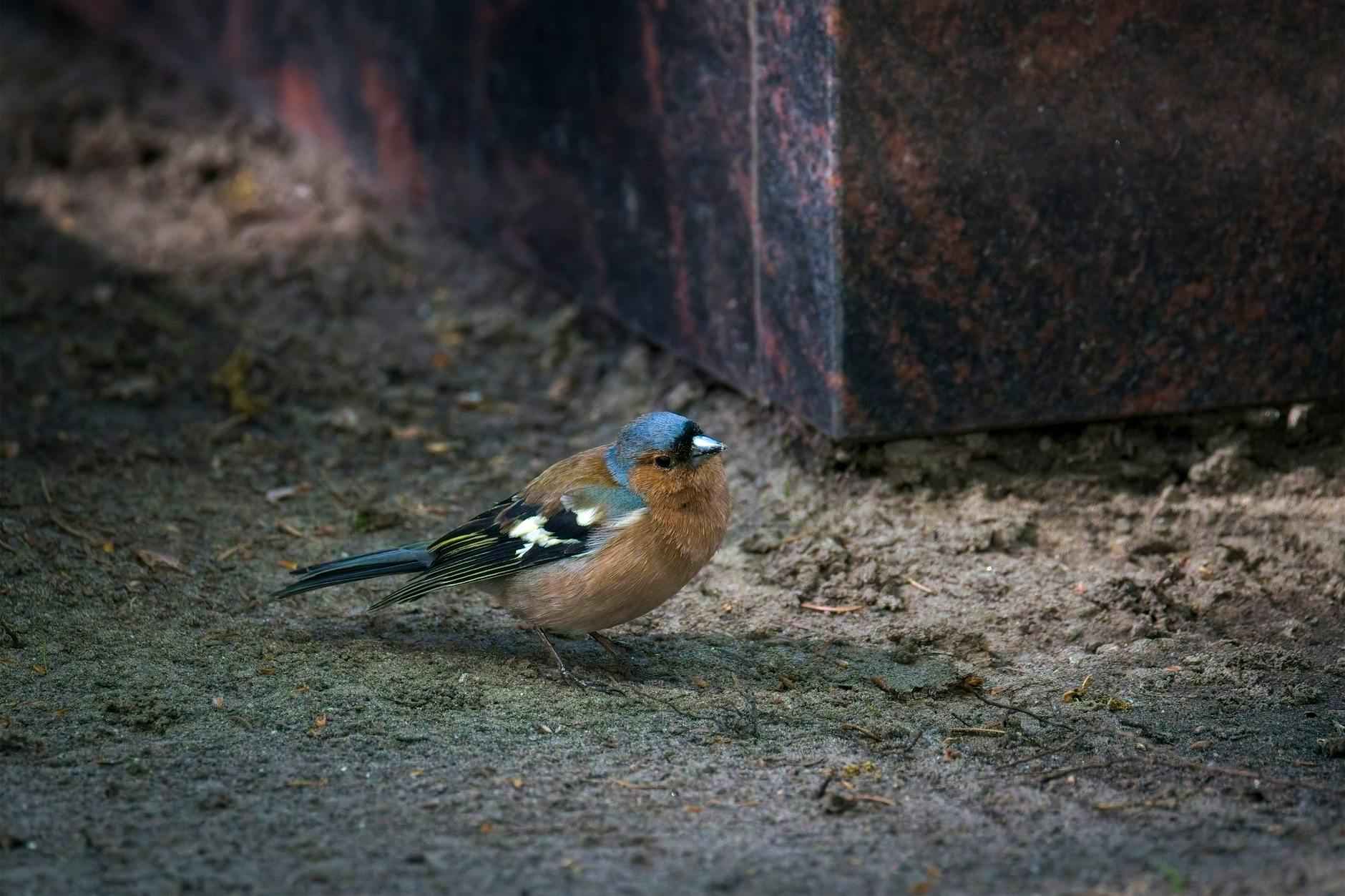 Statistiche Giocatore Della Partita Phoenix Suns - Lakers 4 Impatto dei Lakers