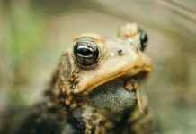 Statistiche Hellas Verona Football Club – Società Sportiva Calcio Napoli Statistiche Hellas Verona Football Club - Società Sportiva Calcio Napoli # Statistiche Hellas Verona Football Club - Società Sportiva Calcio Napoli