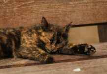 Statistiche Udinese Calcio – Juventus Football Club: Numeri Chiave Statistiche Udinese Calcio - Juventus Football Club: Numeri Chiave # Statistiche Udinese Calcio - Juventus Football Club: Numeri Chiave