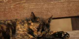 Statistiche Udinese Calcio – Juventus Football Club: Numeri Chiave Statistiche Udinese Calcio - Juventus Football Club: Numeri Chiave # Statistiche Udinese Calcio - Juventus Football Club: Numeri Chiave